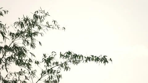 Bamboo motion on windy of sky background Vídeo Stock 242299146