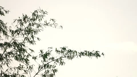 Bamboo motion on windy of sky background Vídeo Stock 242299147