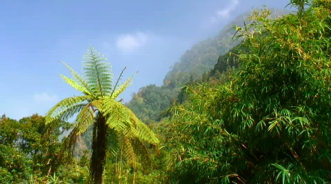 Bamboo mountain Stock Footage 331043