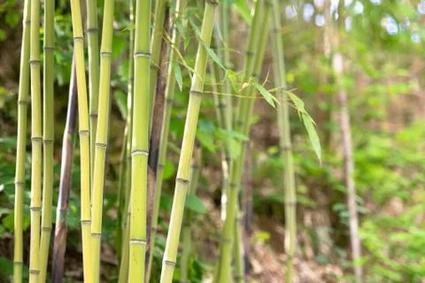 Bamboo in the mountains of Italy. Stock Photos