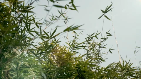 Bamboo moving in the wind - Cool sun flare passing Видео 168927527