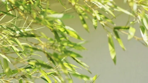 Bamboo moving in the wind Stock Footage 823119