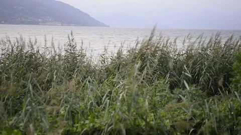 Bamboo moving from the wind to the lake Stock Footage 78568825