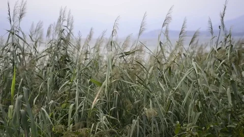 Bamboo moving from the wind to the lake Stock Footage 78568832