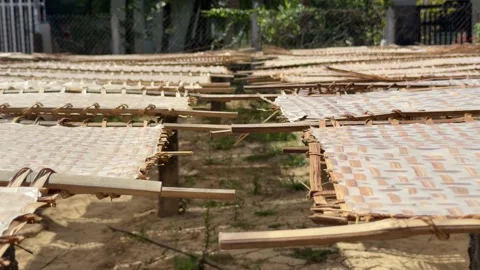Bamboo pallets arranged in long rows hold rice paper sheets drying in open air 库存影片 329486277