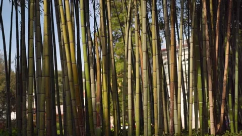 Bamboo in park with initials carved on it Stock Footage 277678640
