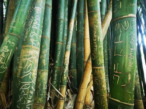 Bamboo With People's Names & Memories Carved On Stock Photos