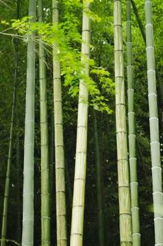 Bamboo Foto stock