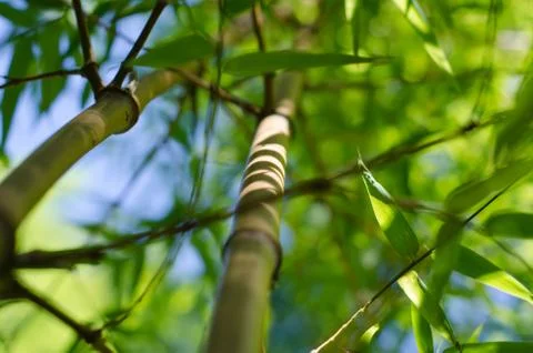 Bamboo Stock Photos