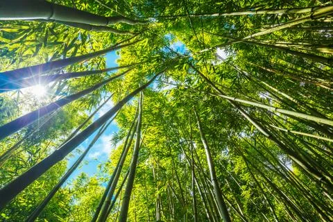 Bamboo Foto stock