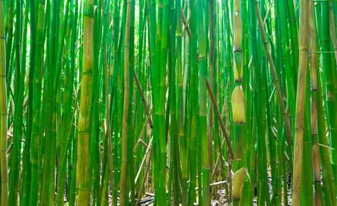 Bamboo Stock Photos