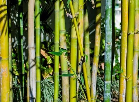Bamboo Stock Photos