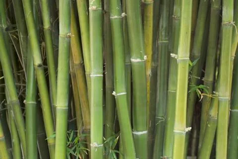 Bamboo Stock Photos