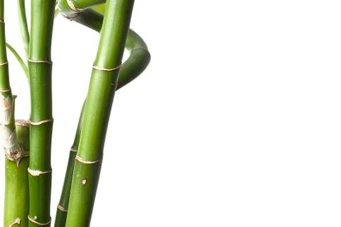 Bamboo. Stock Photos