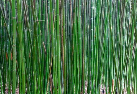 Bamboo Stock Photos