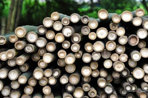 Bamboo Stock Photos