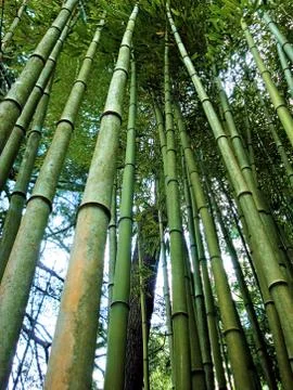 Bamboo 写真素材