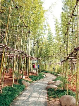Bamboo Stock Photos