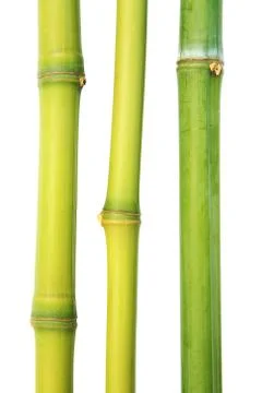 Bamboo Stock Photos
