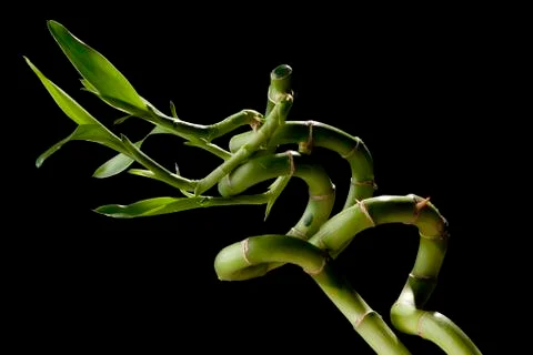 Bamboo Stock Photos