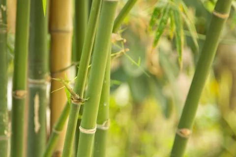Bamboo Stock Photos