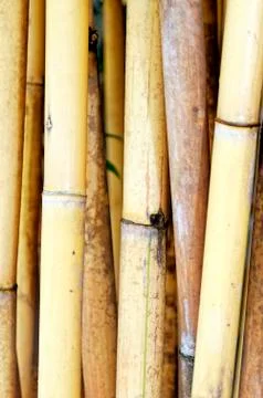 Bamboo Foto stock