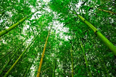 Bamboo Stock Photos