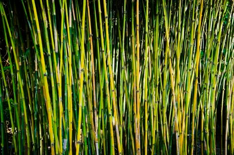 Bamboo Stock-Fotos