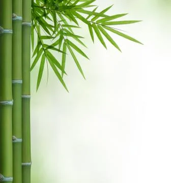 Bamboo Stock Photos