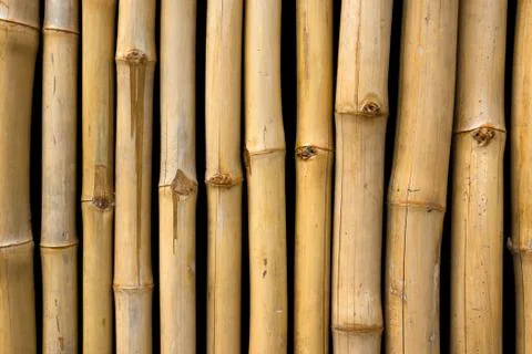 Bamboo Stock Photos