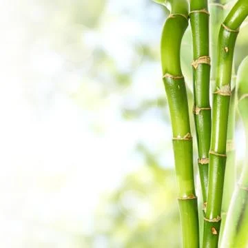 Bamboo Stock Photos