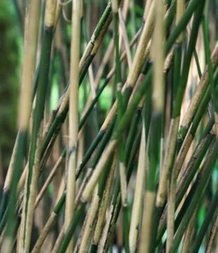 Bamboo Stock Photos