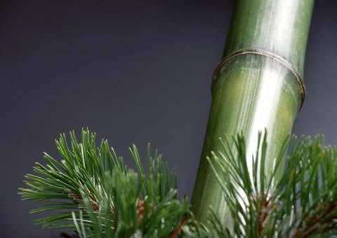Bamboo Stock Photos