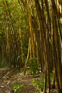 Bamboo Foto stock