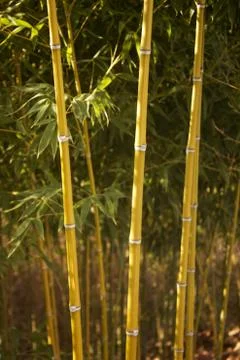 Bamboo Stock Photos