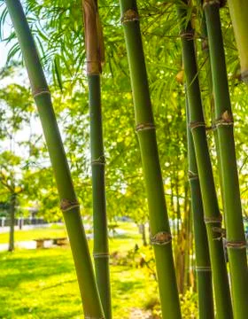 Bamboo Stock Photos