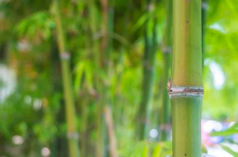 Bamboo Stock Photos
