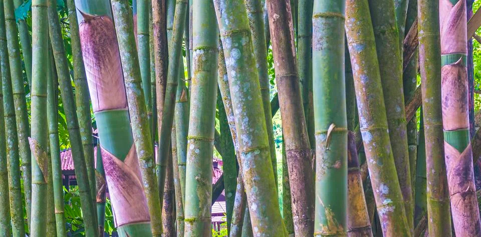 Bamboo Stock Photos