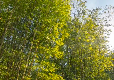 Bamboo Stock Photos