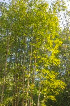 Bamboo Stock Photos