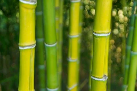 Bamboo Foto stock