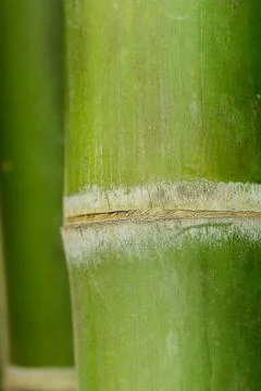 Bamboo Stock Photos