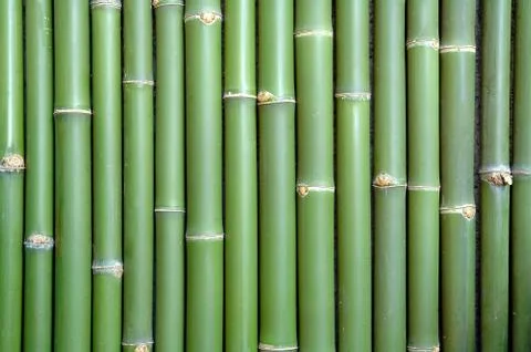 Bamboo  Stock Photos