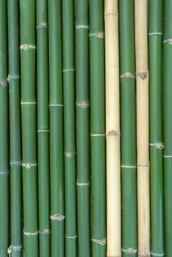 Bamboo  Foto stock