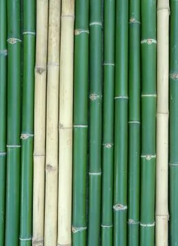 Bamboo  写真素材