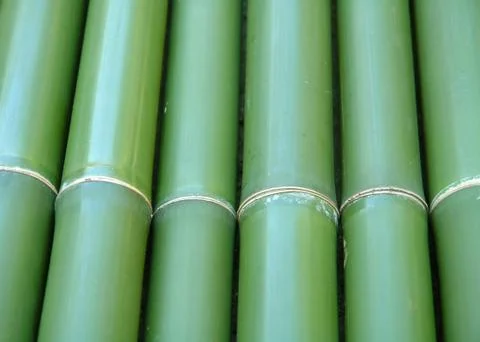 Bamboo  写真素材