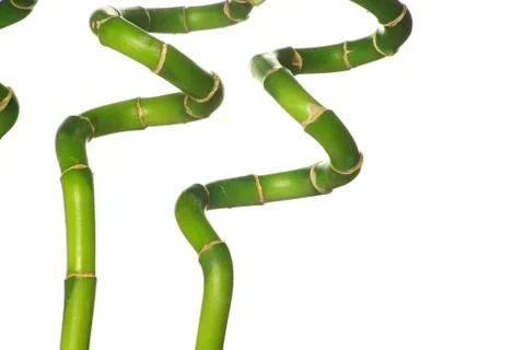 Bamboo Stock Photos