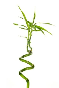Bamboo Foto stock