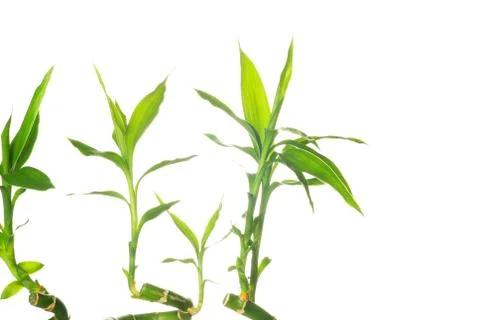 Bamboo Stock Photos