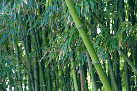 Bamboo Stock Photos